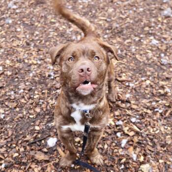 Chocolate Labrador Retriever and Mixed Breed Dogs Available for Adoption in Briarcliff Manor, New York - Pikachu | PetCurious