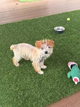 Shih Tzu and Poodle Dogs Available for Adoption in Manchester, Maryland - Archibald | PetCurious