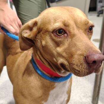 Sweetie -  Mixed Breed Dog for Adoption in Tampa, Florida - Sweetie | PetCurious