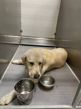 Labrador Retriever Dogs Available for Adoption - A607139 | PetCurious