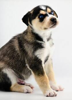 Mixed Breed Dogs Available for Adoption - King Gristle | PetCurious