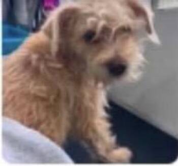 Terrier and Chihuahua Dogs Available for Adoption in Zimmerman, Minnesota - Koi | PetCurious