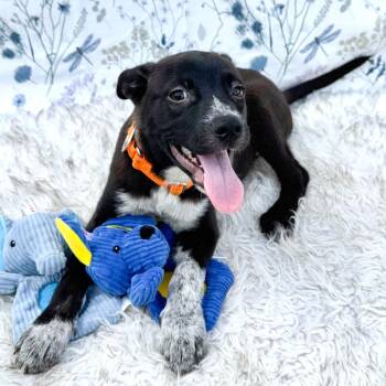 Siberian Husky and Australian Cattle Dog Blue Heeler Dogs Available for Adoption in Fairfield, Connecticut - Socks | PetCurious