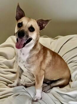 Chihuahua Dogs Available for Adoption in Fort Myers, Florida - Concha-Young 13lb Sweetie | PetCurious
