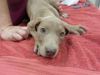 ATHENA -  Doberman Pinscher and Pit Bull Terrier Dog for Adoption in Santa Rosa, California - ATHENA | PetCurious