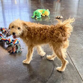 Spice -  Maltese and Mixed Breed Dog for Adoption in Rifle, Colorado - Spice | PetCurious