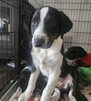26-080 Gabby -  Australian Shepherd and Australian Cattle Dog Blue Heeler Dog for Adoption in Richardson, Texas - 26-080 Gabby | PetCurious