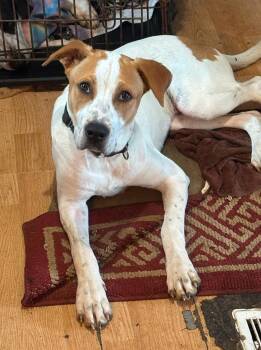 Denny -  Terrier and Pointer Dog for Adoption in Marengo, Illinois - Denny | PetCurious