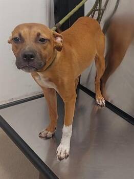 CORAL -  American Staffordshire Terrier Dog for Adoption in Fort Lauderdale, Florida - CORAL | PetCurious