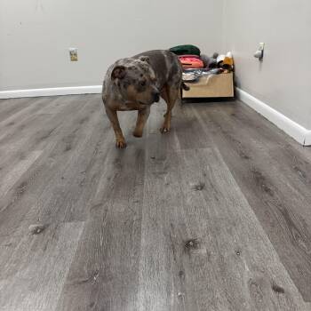 Rescue Pit Bull Terrier Dogs for Adoption in Trenton, New Jersey - Sam | PetCurious