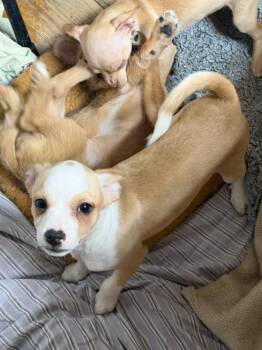 Chihuahua and Maltese Dogs Available for Adoption in West Milford, New Jersey - Bobby | PetCurious