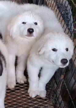 Albion -  Great Pyrenees and Australian Shepherd Dog for Adoption in Mcconnelsville, Ohio - Albion | PetCurious