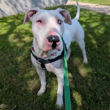 Rescue American Bulldog and Mixed Breed Dogs for Adoption in Detroit, Michigan - Moon | PetCurious
