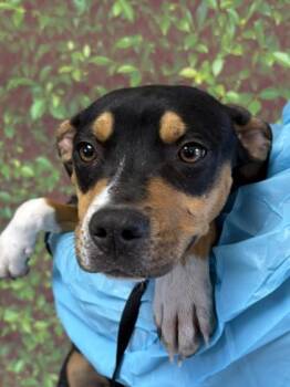 American Staffordshire Terrier and Mixed Breed Dogs Available for Adoption - Mira | PetCurious