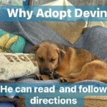 Hound Dogs Available for Adoption in Monticello, New York - Devin | PetCurious