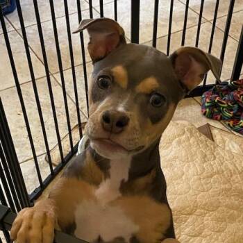 Pit Bull Terrier and Chihuahua Dogs Available for Adoption - Connie | PetCurious