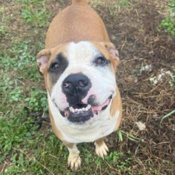 Pit Bull Terrier Dogs Available for Adoption in Cumming, Georgia - Travis | PetCurious
