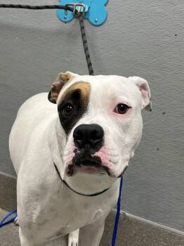PETEY -  Boxer Dog for Adoption in Las Vegas, Nevada - PETEY | PetCurious