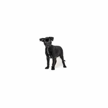 Dembele -  Border Collie and Mixed Breed Dog for Adoption in Los Angeles, California - Dembele | PetCurious