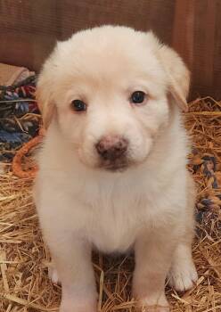 JJ -  Great Pyrenees and Golden Retriever Dog for Adoption in Lafayette, California - JJ | PetCurious