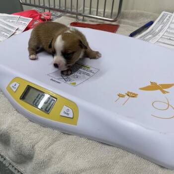 Jack Russell Terrier and Mixed Breed Dogs Available for Adoption - Penny Pup 4 | PetCurious