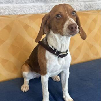 Callie -  Beagle Dog for Adoption in Bethel, Connecticut - Callie | PetCurious