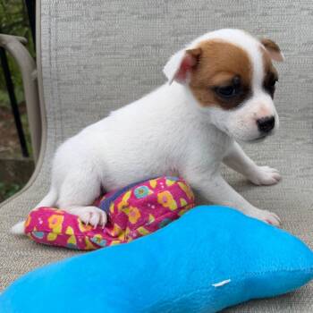 Chihuahua Dogs Available for Adoption in Minneapolis, Minnesota - Germany | PetCurious
