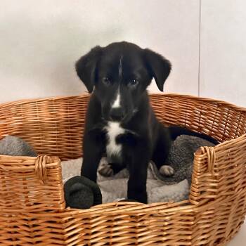 Sour Cream & Onion -  Shepherd Dog for Adoption in Belleville, Illinois - Sour Cream & Onion | PetCurious