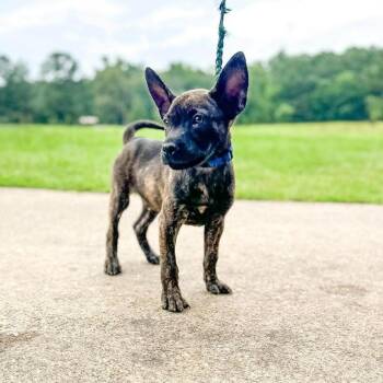 Chicken Leg -  Mixed Breed Dog for Adoption in Groveland, Massachusetts - Chicken Leg | PetCurious