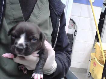 Boxer and Mixed Breed Dogs Available for Adoption - PHOEBE | PetCurious