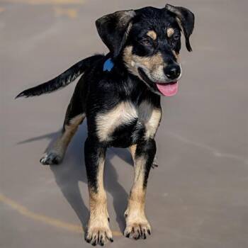 CHIP -  German Shepherd Dog and Mixed Breed Dog for Adoption in St. Louis, Missouri - CHIP | PetCurious