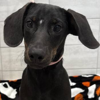Paddy -  Dachshund and Hound Dog for Adoption in Calverton, New York - Paddy | PetCurious