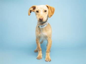 Chihuahua Dogs Available for Adoption - SCOOTER | PetCurious