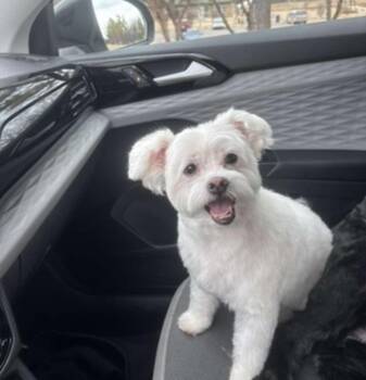 Winston -  Maltese Dog for Adoption in Blanchard, Oklahoma - Winston | PetCurious