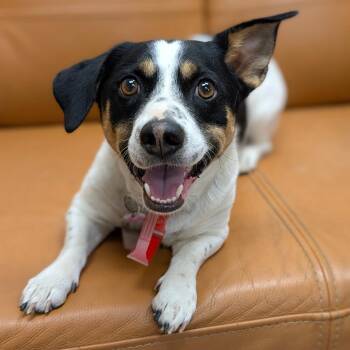 Australian Cattle Dog Blue Heeler and Cardigan Welsh Corgi Dogs Available for Adoption in Parker, Colorado - 570 (2026) Clifford | PetCurious
