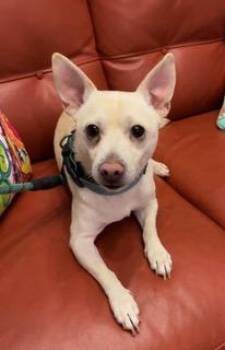 Charles -  Chihuahua Dog for Adoption in Wekiwa Springs, Florida - Charles | PetCurious
