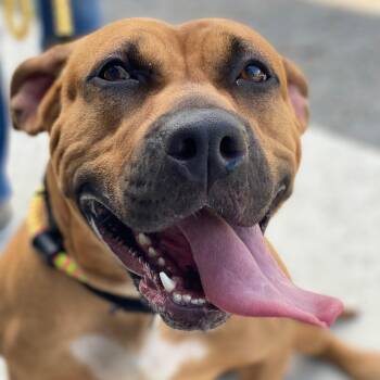 Rescue Pit Bull Terrier Dogs for Adoption in Manassas, Virginia - Athena (ID#46799/3553) | PetCurious