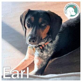 Earl -  Beagle Dog for Adoption in Beach Park, Illinois - Earl | PetCurious