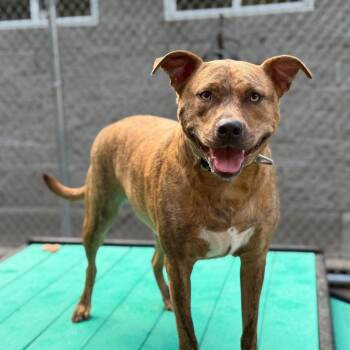 Hoss -  Mixed Breed Dog for Adoption in Charleston, West Virginia - Hoss | PetCurious