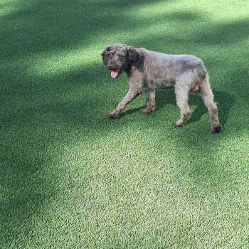 Mister Slate 0332 -  Poodle and None Dog for Adoption in Loxahatchee Groves, Florida - Mister Slate 0332 | PetCurious