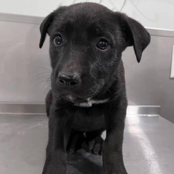 Cattle Dog and Shepherd Dogs Available for Adoption in Washburn, Missouri - Jupiter | PetCurious