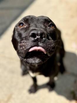 Isaac Higginbottom (NLOL Training) -  Pit Bull Terrier and Mixed Breed Dog for Adoption in New Orleans, Louisiana - Isaac Higginbottom (NLOL Training) | PetCurious