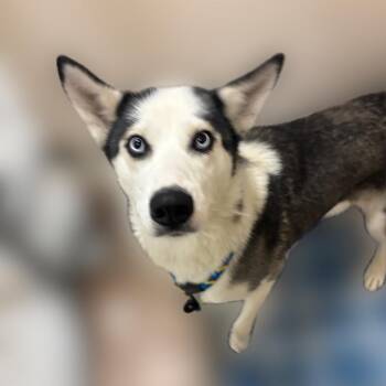Jetta -  Husky Dog for Adoption in Reno, Nevada - Jetta | PetCurious