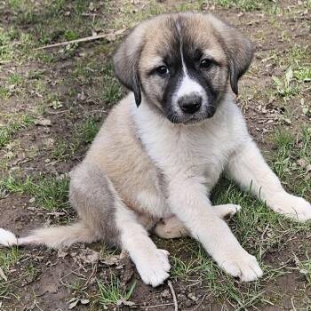 Great Pyrenees and Anatolian Shepherd Dogs Available for Adoption in Brockport, New York - Zeus | PetCurious