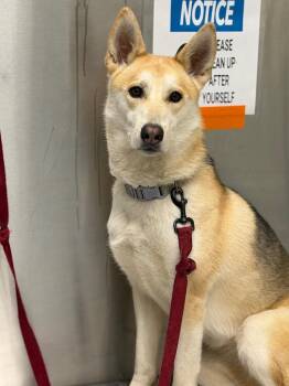 Shepherd Dogs Available for Adoption - 2026-02-108 | PetCurious