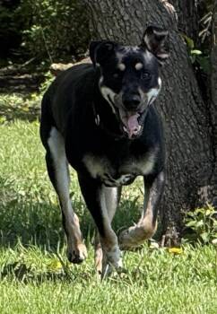 Tarzan -  Labrador Retriever Dog for Adoption in Poplar Grove, Illinois - Tarzan | PetCurious