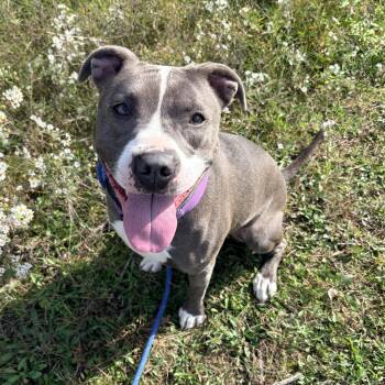 Tierra -  Pit Bull Terrier Dog for Adoption in Allegan, Michigan - Tierra | PetCurious