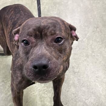 Mixed Breed Dogs Available for Adoption - Baby | PetCurious