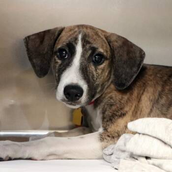 R163905 Curious -  Beagle and Mixed Breed Dog for Adoption in Port Washington, New York - R163905 Curious | PetCurious