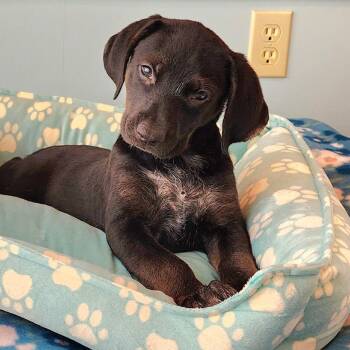 Jeffanie -  Labrador Retriever and Poodle Dog for Adoption in Cincinnati, Ohio - Jeffanie | PetCurious
